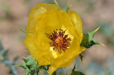 Argemone aenea, photographed by Center for Urban Ecology