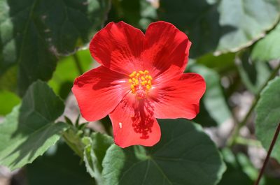 Hibiscus martianus, photographed by Center for Urban Ecology
