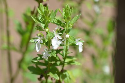 Teucrium cubense, photographed by Center for Urban Ecology