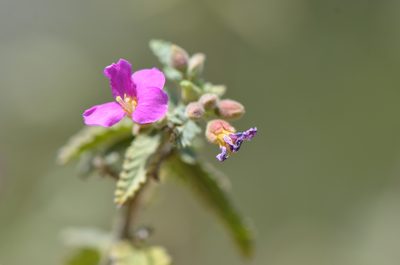 Melochia tomentosa, photographed by Center for Urban Ecology