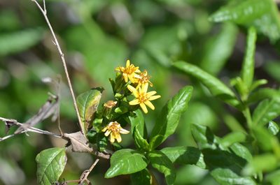 Trixis inula, photographed by Center for Urban Ecology