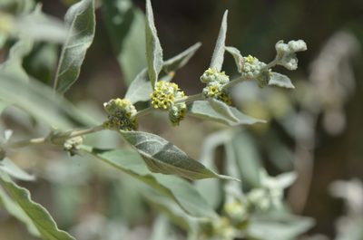 Buddleja sessiliflora, photographed by Center for Urban Ecology
