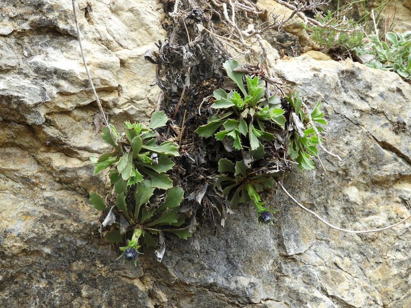 Globularia spinosa, photographed by Santiago Martín-Bravo