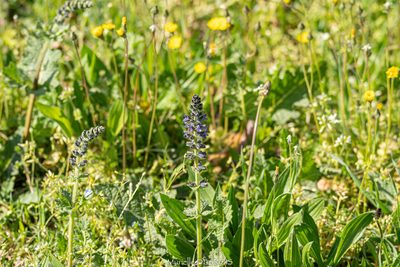 Salvia verbenaca, photographed by Murielle Desrois