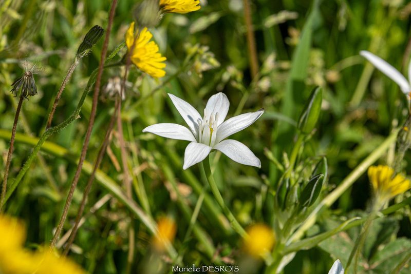 Ornithogalum divergens, photographed by Murielle Desrois