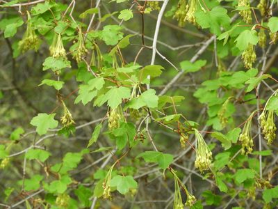 Acer granatense, photographed by Santiago Martín-Bravo