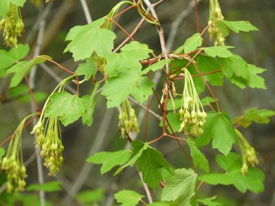 Acer granatense, photographed by Santiago Martín-Bravo