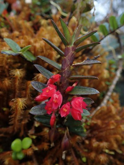 Fernandezia sanguinea, photographed by Nolan Exe