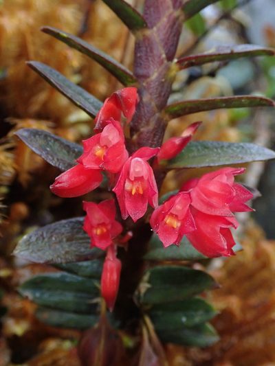 Fernandezia sanguinea, photographed by Nolan Exe