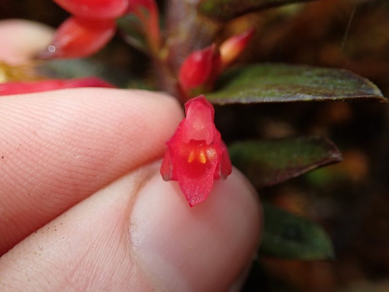 Fernandezia sanguinea, photographed by Nolan Exe