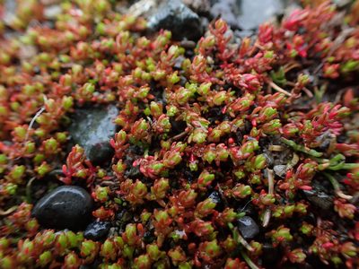 Crassula tillaea, photographed by Randal