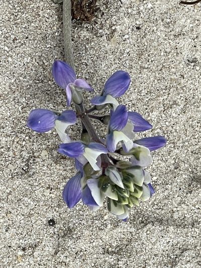 Lupinus tidestromii, photographed by Leah Gardner