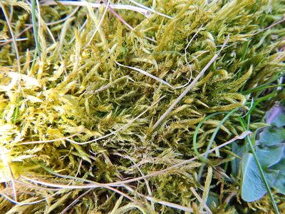 Brachythecium albicans, photographed by Susan Marley