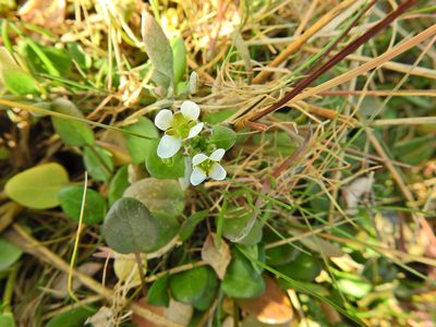 Cochlearia anglica, photographed by Susan Marley