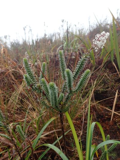 Valeriana microphylla, photographed by Nolan Exe