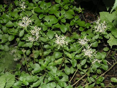 Phedimus stolonifer, photographed by Oleg Kosterin