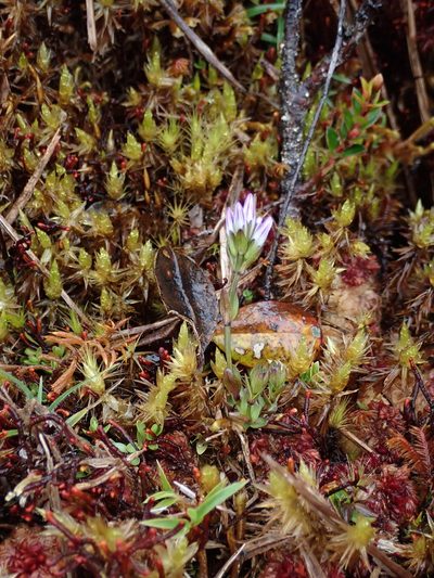 Gentianella nummulariifolia, photographed by Nolan Exe