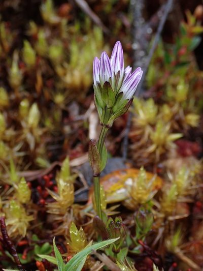 Gentianella nummulariifolia, photographed by Nolan Exe
