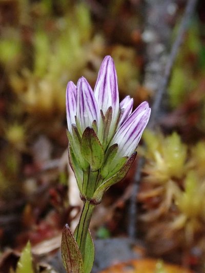 Gentianella nummulariifolia, photographed by Nolan Exe