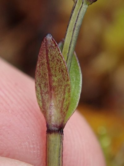 Gentianella nummulariifolia, photographed by Nolan Exe