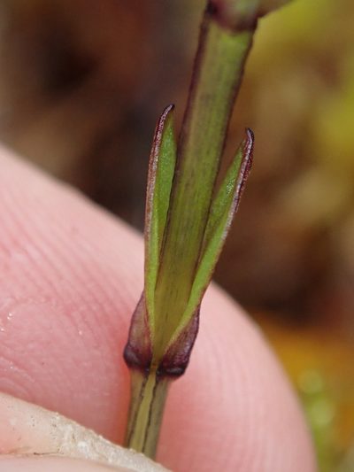 Gentianella nummulariifolia, photographed by Nolan Exe