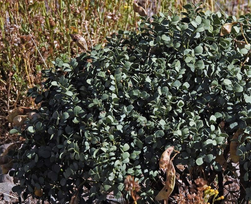 Senna arnottiana, photographed by Hugo Hulsberg