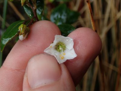 Lysimachia andina, photographed by Nolan Exe