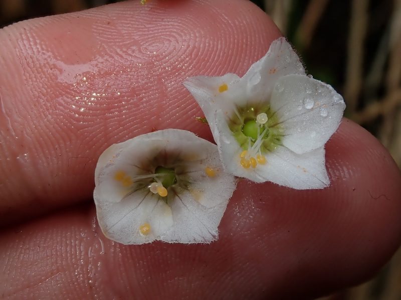 Lysimachia andina, photographed by Nolan Exe