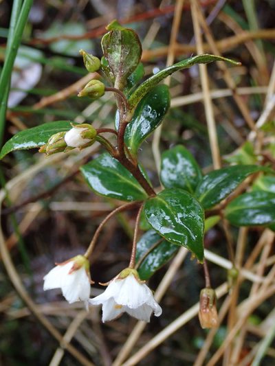 Lysimachia andina, photographed by Nolan Exe