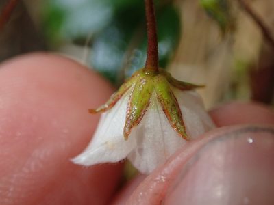 Lysimachia andina, photographed by Nolan Exe