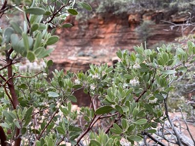 Arctostaphylos pungens, photographed by Jon Lee