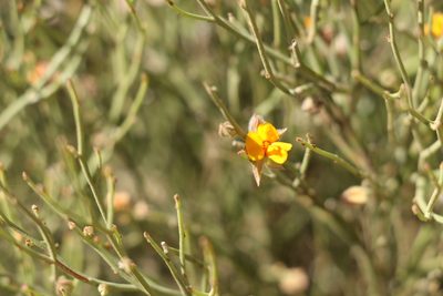 Jacksonia rhadinoclona, photographed by Greg Tasney