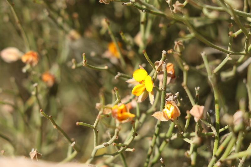 Jacksonia rhadinoclona, photographed by Greg Tasney