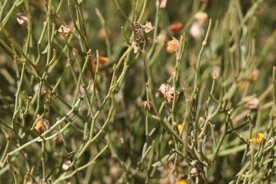 Jacksonia rhadinoclona, photographed by Greg Tasney
