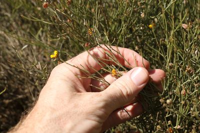 Jacksonia rhadinoclona, photographed by Greg Tasney