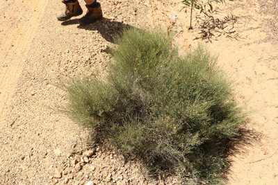 Jacksonia rhadinoclona, photographed by Greg Tasney