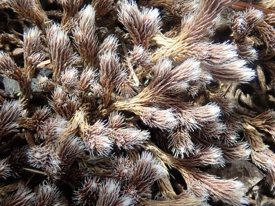 Selaginella rupestris, photographed by Lynn Harper