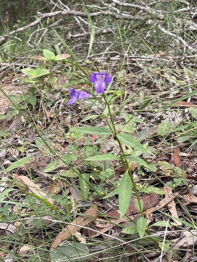 Artanema fimbriatum, photographed by Marilyn Connell