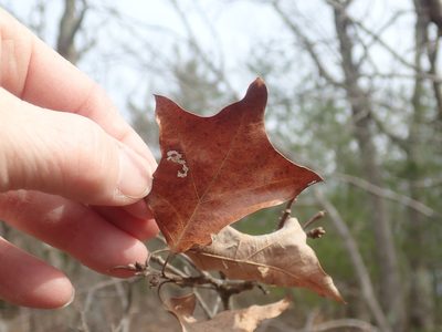 Quercus ilicifolia, photographed by Lynn Harper