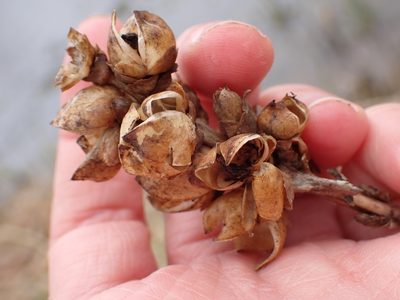 Chelone glabra