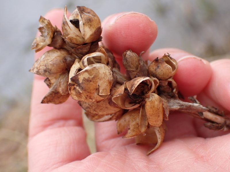 Chelone glabra, photographed by Cecil Smith