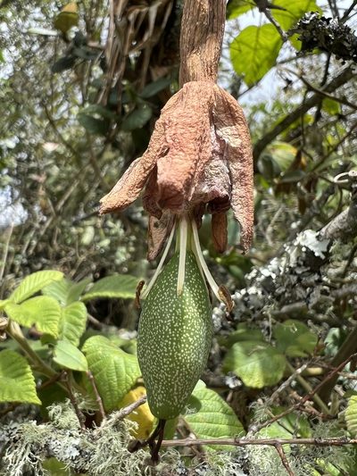 Passiflora adulterina, photographed by Nicolás Baresch Uribe