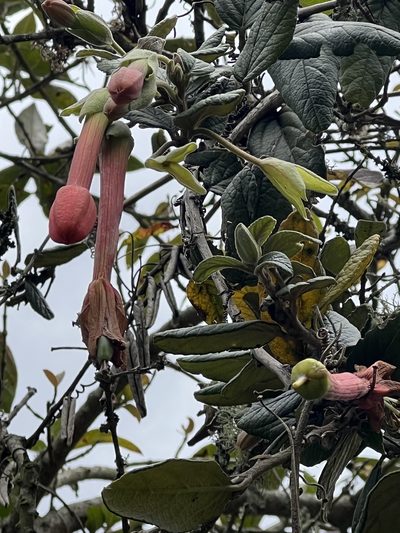 Passiflora adulterina, photographed by Nicolás Baresch Uribe