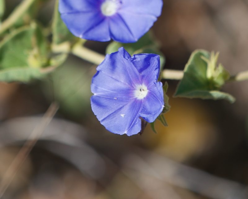 Jacquemontia abutiloides, photographed by Bill Levine