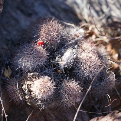 Cochemiea fraileana, photographed by Bill Levine
