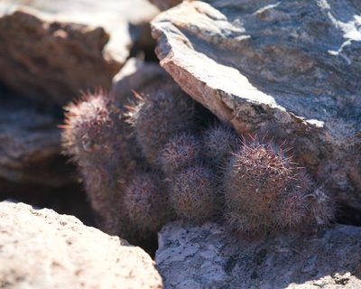 Cochemiea fraileana, photographed by Bill Levine