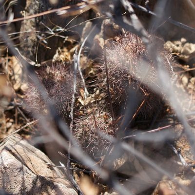 Cochemiea fraileana, photographed by Bill Levine