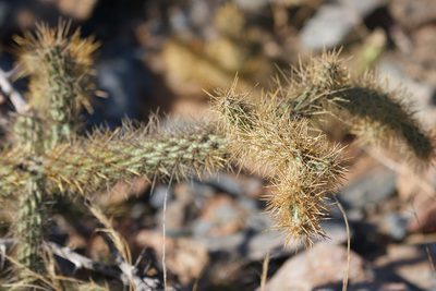 Cylindropuntia alcahes, photographed by Bill Levine