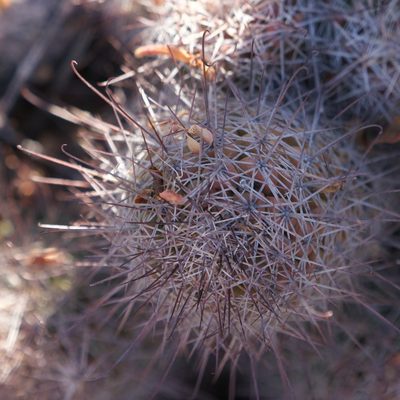 Cochemiea fraileana, photographed by Bill Levine
