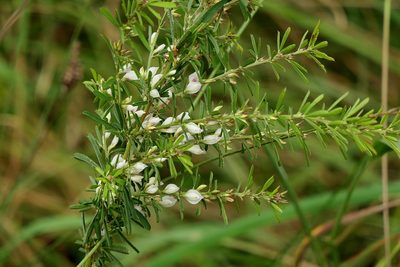 Lespedeza juncea, photographed by Max Campbell